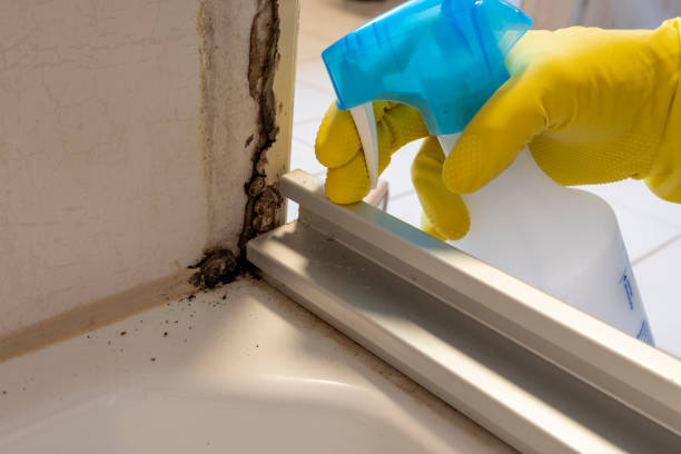 Best Office Mold Removal Services  in Panora, IA