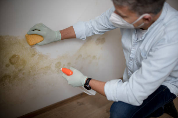 Best Black Mold Removal  in Panora, IA