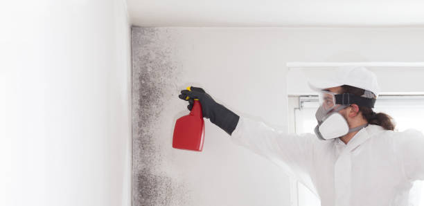 Mold Testing and Removal in Panora, IA