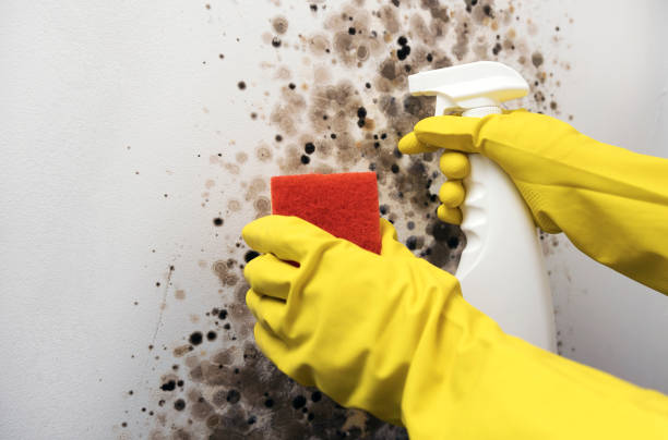 Best Attic Mold Removal  in Panora, IA