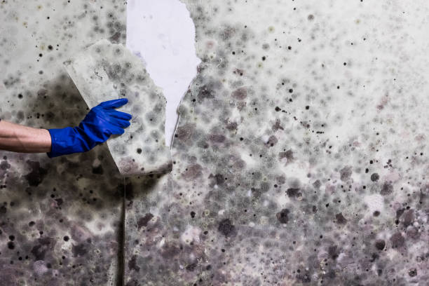 Best Local Mold Removal Service  in Panora, IA