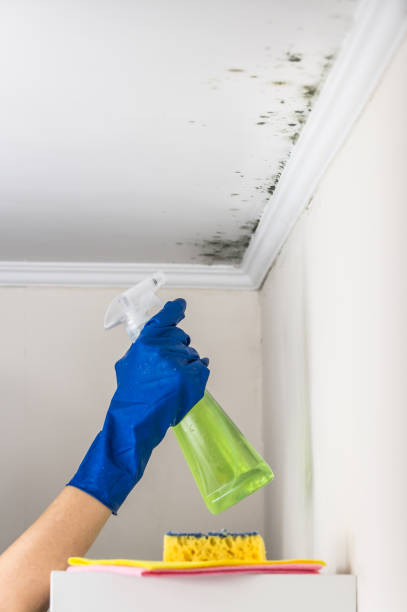 Best Professional Mold Removal  in Panora, IA